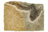 Oligocene Fossil Fish (Idrissia carpathica) - Poland #320605-1